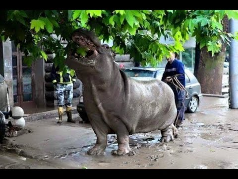 წყალდიდობა თბილისში 13.06.2015 /  Flood in Tbilisi